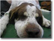 Fotografie Altro - Altro - Brina (my dog) recoverying from viper bite