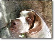 Fotografie Altro - Altro - Il mio cane