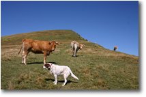 Foto Altro - Fiori&Fauna - Bovini curiosi, salendo al Monte Carmo