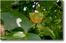 Foto Altro - Fiori&Fauna - Calice aperto del fiore di tulipifera