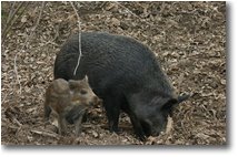 Foto Altro - Fiori&Fauna - Cinghiale con piccolo