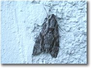 Fotografie Altro - Fiori&Fauna - Falena farfalla notturna (Testa di Morto)