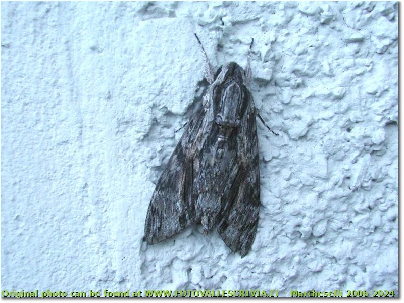 Falena farfalla notturna (Testa di Morto) - Altro - <2001 - Fiori&Fauna - Estate - Olympus Camedia 3000