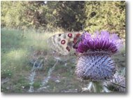 Fotografie Altro - Fiori&Fauna - Farfalla Parnassius su cardo (Cirsium eriophorum)