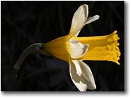 Fotografie Altro - Fiori&Fauna - Jonquil