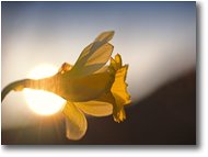 Foto Altro - Fiori&Fauna - Giunchiglia