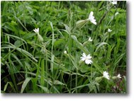 Foto Altro - Fiori&Fauna - Lychnis cucubala