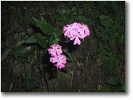 Foto Altro - Fiori&Fauna - Lychnis flos Jovis