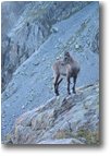 Foto Altro - Fiori&Fauna - Un camoscio, salendo al rifugio Remondino (Argentera)
