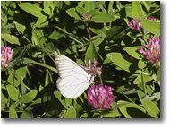 Fotografie Altro - Fiori&Fauna - Una farfalla Aporia su trifoglio