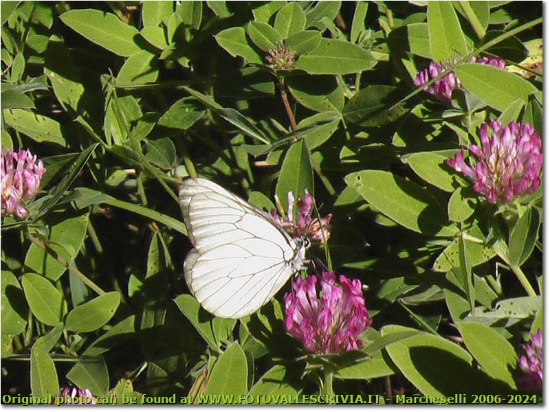 Una farfalla Aporia su trifoglio - Altro - 2004 - Fiori&Fauna - Estate - Olympus Camedia 3000