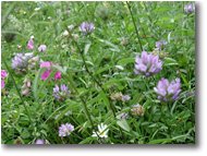 Foto Altro - Fiori&Fauna - Una leguminosa