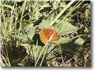 Foto Altro - Fiori&Fauna - Una pararge
