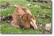 Fotografie Altro - Fiori&Fauna - Resting calf, near Propata