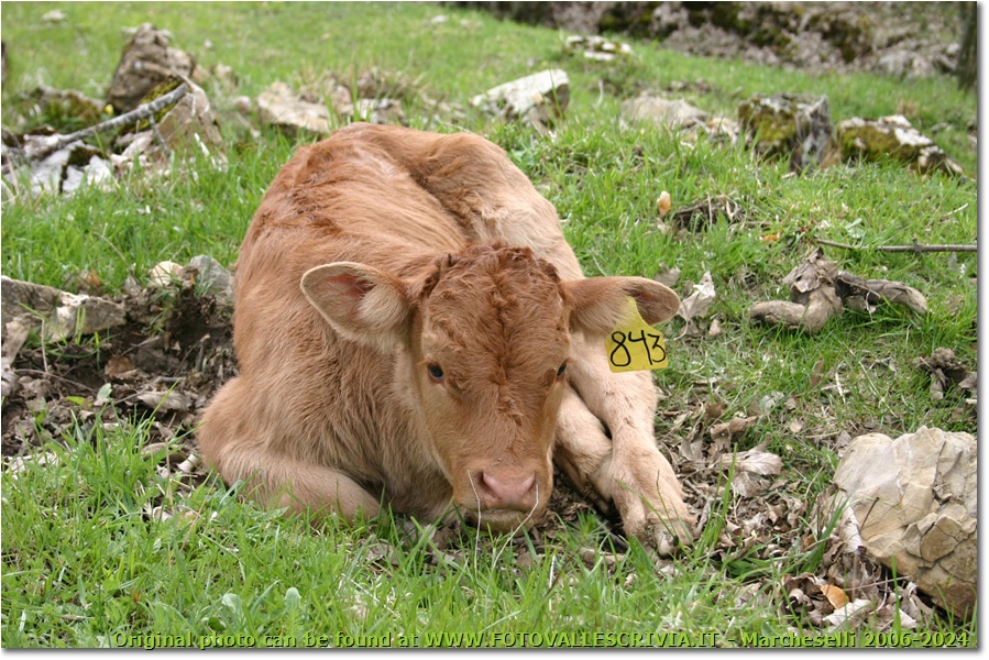 Vitello di mucca bruna alpina in riposo nei pascoli di Propata - Altro - 2006 - Fiori&Fauna - Estate - Canon EOS 300D