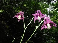  Aquilegia bernardi una selvatica dei boschi - Altro - 2004 - Fiori&Fauna - Estate - Voto: Non  - Last Visit: 27/9/2023 7.21.17 