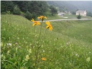  Arnica montana - Altro - 2002 - Fiori&Fauna - Estate - Voto: Non  - Last Visit: 28/9/2023 4.3.53 