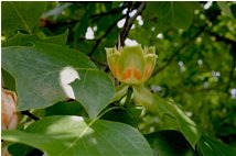  Calice aperto del fiore di tulipifera - Altro - 2006 - Fiori&Fauna - Estate - Voto: Non  - Last Visit: 27/9/2022 3.29.35 