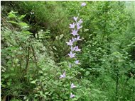  Campanula trachelium - Altro - 2002 - Fiori&Fauna - Estate - Voto: Non  - Last Visit: 24/9/2023 20.10.50 