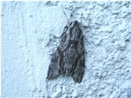  Falena farfalla notturna (Testa di Morto) - Altro - <2001 - Fiori&Fauna - Estate - Voto: 10   - Last Visit: 10/9/2022 17.34.57 