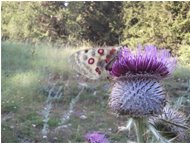  Farfalla Parnassius su cardo (Cirsium eriophorum) - Altro - 2013 - Fiori&Fauna - Estate - Voto: Non  - Last Visit: 25/5/2024 2.50.21 