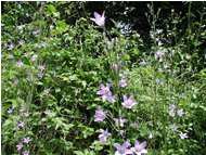  Infiorescenza di campanula tracheium - Altro - 2004 - Fiori&Fauna - Estate - Voto: Non  - Last Visit: 27/9/2023 13.25.35 