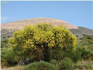  Isola di Vulcano: Ginestra - Altro - 2003 - Fiori&Fauna - Foto varie - Voto: Non  - Last Visit: 30/9/2023 16.35.30 