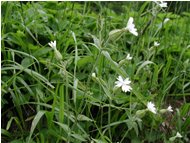  Lychnis cucubala - Altro - 2002 - Fiori&Fauna - Estate - Voto: Non  - Last Visit: 27/9/2023 5.1.2 