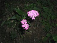  Lychnis flos Jovis - Altro - 2002 - Fiori&Fauna - Estate - Voto: Non  - Last Visit: 27/9/2023 23.32.5 