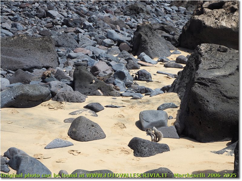 Mal Nombre: a beach populated with squirrels (?)