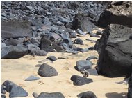  Spiaggia di Mal Nombre, scoiattoli? - Altro - 2016 - Fiori&Fauna - Foto varie - Voto: Non  - Last Visit: 26/10/2022 11.47.19 