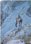  Un camoscio, salendo al rifugio Remondino (Argentera) - Altro - 2006 - Fiori&Fauna - Foto varie - Voto: Non  - Last Visit: 25/9/2023 17.17.55 