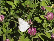  Una farfalla Aporia su trifoglio - Altro - 2004 - Fiori&Fauna - Estate - Voto: Non  - Last Visit: 22/1/2024 5.44.17 