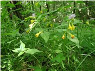  Una scrofulariacea bicolore - Altro - 2002 - Fiori&Fauna - Estate - Voto: Non  - Last Visit: 18/9/2023 18.45.38 