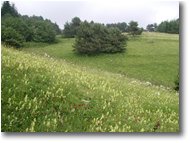Fotografie Altro - Panorami - Grass near Teglia pass (Imperia)