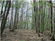  Il bosco al culmine del M. Zuccaro - Busalla&Ronco Scrivia - 2013 - Boschi - Estate - Voto: Non  - Last Visit: 15/1/2021 9.13.28 
