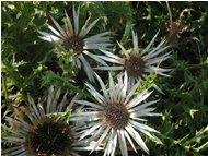  Cardi (Carlina acaulis) - Busalla&Ronco Scrivia - <2001 - Fiori&Fauna - Estate - Voto: Non  - Last Visit: 27/9/2023 12.35.35 