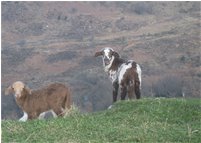  Due giovani escursionisti sull'Alpe alla ricerca dell'erba più tenera - Busalla&Ronco Scrivia - 2015 - Fiori&Fauna - Inverno - Voto: Non  - Last Visit: 29/9/2023 20.43.9 