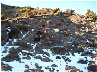  Finalmente del magro pascolo per le capre - Busalla&Ronco Scrivia - 2013 - Fiori&Fauna - Inverno - Voto: Non  - Last Visit: 26/6/2022 14.13.35 