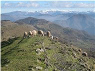  Pascolo invernale - Busalla&Ronco Scrivia - 2015 - Fiori&Fauna - Inverno - Voto: Non  - Last Visit: 28/8/2022 21.45.46 