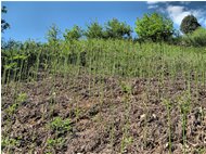  Terreno infestato da felce aquilina (pteridium aquilinum) - Busalla&Ronco Scrivia - 2010 - Fiori&Fauna - Estate - Voto: Non  - Last Visit: 26/6/2022 13.59.41 