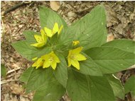  Una lysimachia - Busalla&Ronco Scrivia - 2004 - Fiori&Fauna - Estate - Voto: Non  - Last Visit: 27/9/2023 13.43.3 