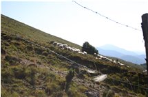  Graze on the slope of M. Porale - Busalla&Ronco Scrivia - 2005 - Flowers&Fauna - Summer - Voto: Non  - Last Visit: 29/9/2023 8.39.58 