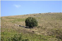  Herd in the shade - Busalla&Ronco Scrivia - 2005 - Flowers&Fauna - Summer - Voto: 8    - Last Visit: 27/9/2023 5.30.22 