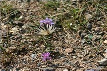  Podalirio butterfly - Busalla&Ronco Scrivia - 2005 - Flowers&Fauna - Summer - Voto: Non  - Last Visit: 21/9/2023 4.1.8 