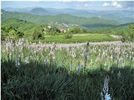  Prati infestati da asfodelo (porraccio) - Busalla&Ronco Scrivia - 2010 - Flowers&Fauna - Summer - Voto: Non  - Last Visit: 29/9/2023 13.36.56 
