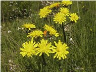  Varietà di leontodon - Busalla&Ronco Scrivia - 2004 - Flowers&Fauna - Summer - Voto: Non  - Last Visit: 1/10/2023 1.9.22 