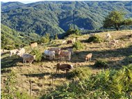  Mucche al Pascolo - Banchetta - Busalla&Ronco Scrivia - 2020 - Landscapes - Summer - Voto: Non  - Last Visit: 1/10/2023 18.26.19 