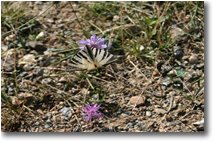 Foto Busalla&Ronco Scrivia - Fiori&Fauna - Farfalla podalirio