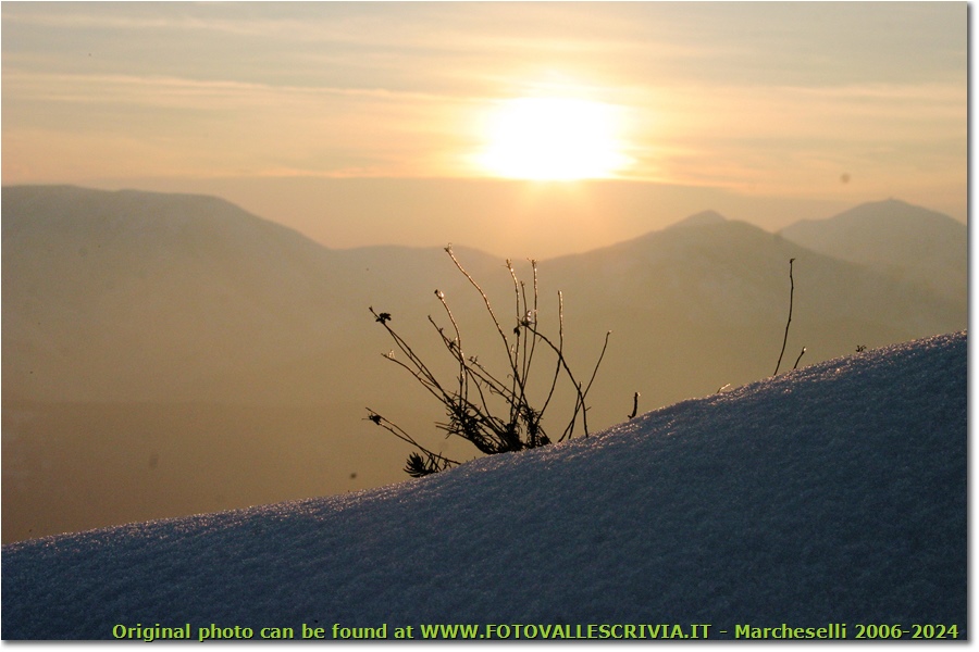 Il freddo sole al tramonto - Busalla&Ronco Scrivia - 2013 - Fiori&Fauna - Inverno - Canon EOS 300D